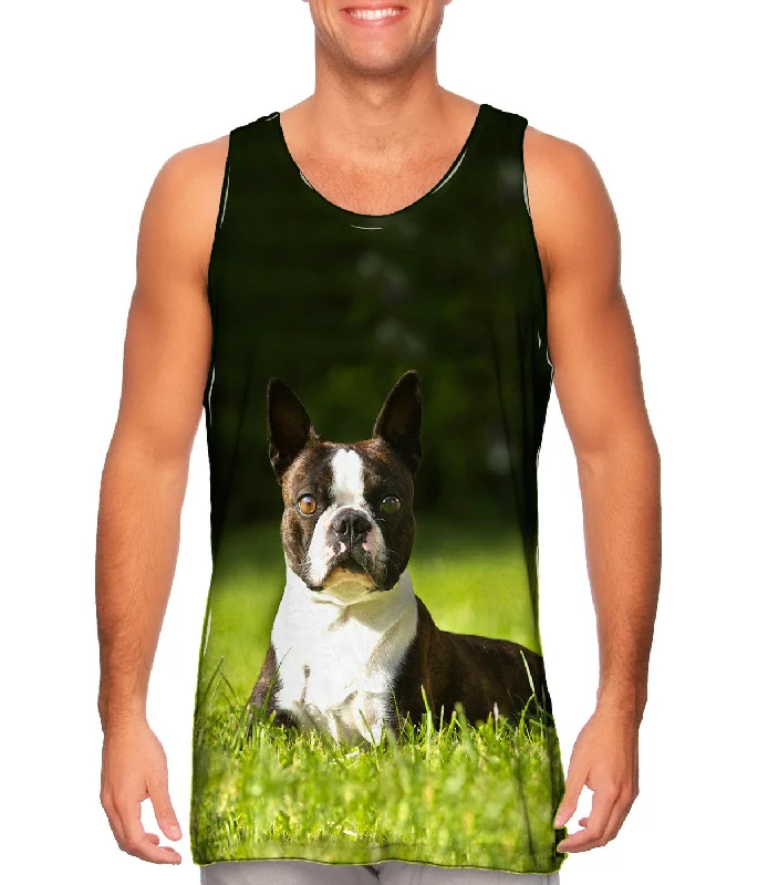 Giddy Boston Terrier